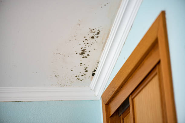 Best Certified Mold Removal  in Calera, OK