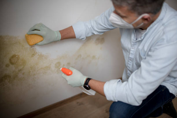 Best Office Mold Removal Services  in Calera, OK