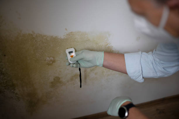 Best Residential Mold Removal  in Calera, OK