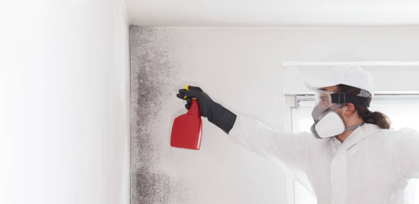 Best Affordable Mold Removal  in Calera, OK