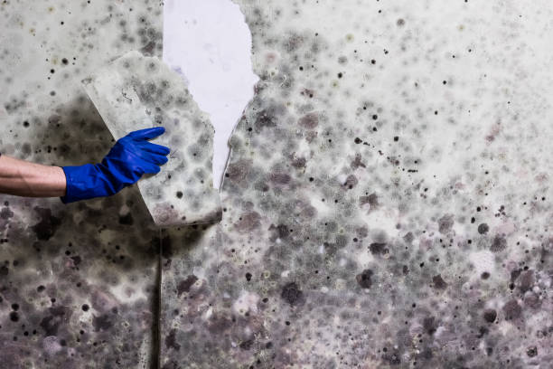 Best Mold Damage Repair  in Calera, OK